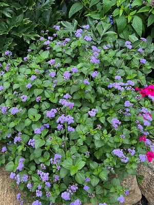 AGERATUM Monarch Magic